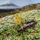 Insectos palo frente al volcán Cotopaxi, en Ecuador